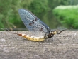 Maifliegenzeit